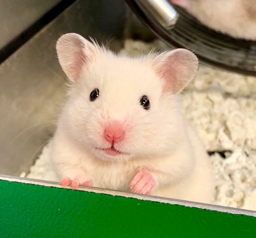 baby syrian hamster